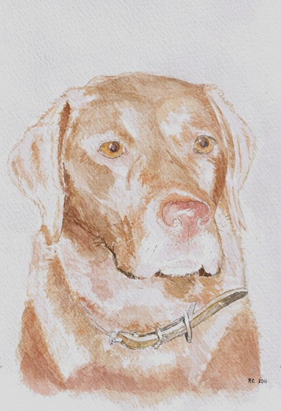 Chocolate Lab.jpg